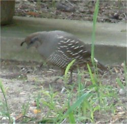 california quail photo