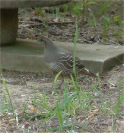 california quail picture