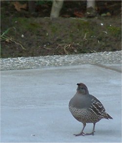 california quail photo