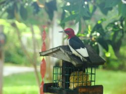 red-headed woodpecker