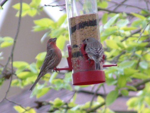 red finch photo