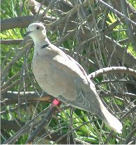 Picture of Turtle Dove