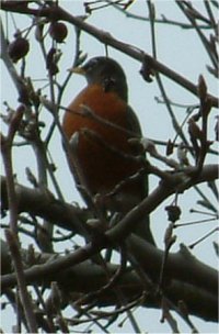 Robin