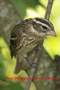female rose breasted grosbeak