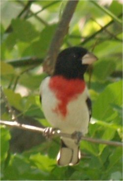 rose breasted grosbeak, male