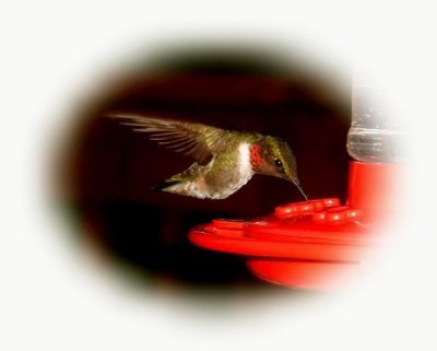 hummingbird photo