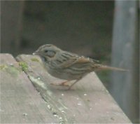 sparrow