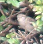 sparrows bird picture