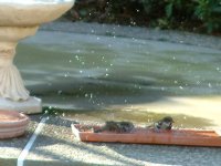sparrows bird picture