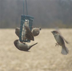 house sparrows