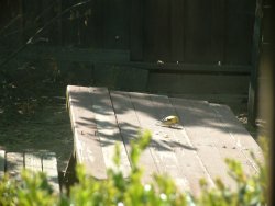 old table