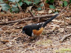 towhee photo