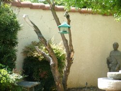 old tree