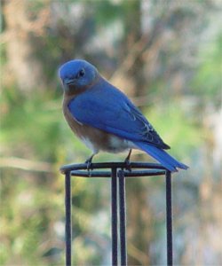 bluebird