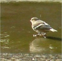 Small gray bird