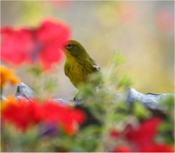 warbler