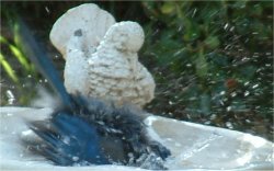 western scrub jay photo