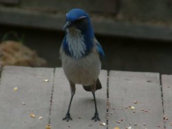 westerm  scrub jay photo