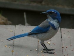 western scrub jay photo