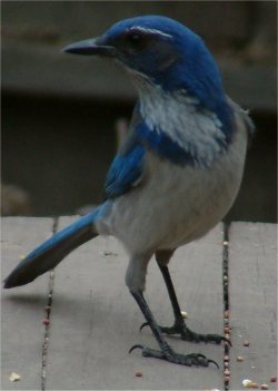 westerm  scrub jay photo
