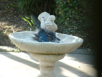 western scrub jay bird photo