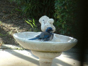 photo 3: western scrub jay bird