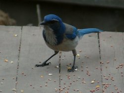 photo of western scrub jay