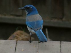 western scrub jay
