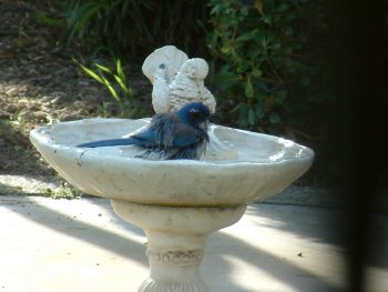 photo 2: western scrub jay bird