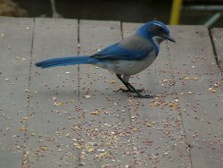 western scrub jay
