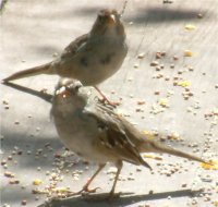 pic of white crowned sparrow