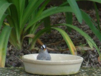 White Crowned Sparrow Bird Photo 1