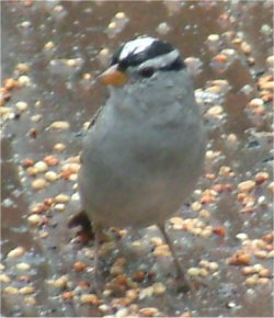 white crowned sparrow