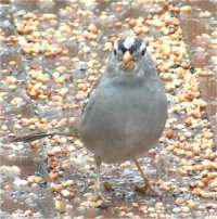 white crowned sparrow bird photo