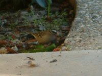 sparrows bird picture