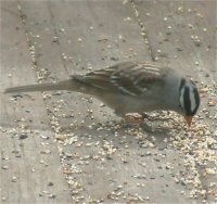 white crowned sparrow