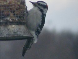 downy woodpecker