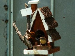 carolina wren
