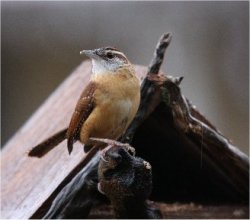 wren bird louisiana