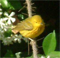 yellow warbler
